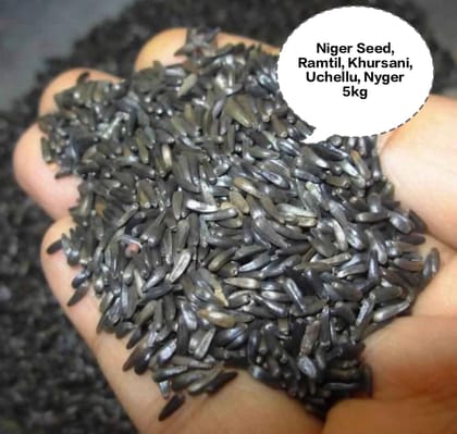 Niger Seed, Ramtil, Khursani, Uchellu, Nyger 5kg
