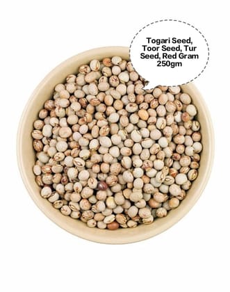 Togari Seed, Toor Seed, Tur Seed, Red Gram Seed, Pigeon Pea Seed 250gm