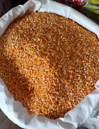 Makai Dana Tukda, Broken Maize, Broken Corn, Cracked Maize, Kibbled Maize