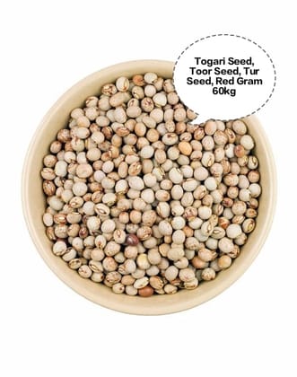 Togari Seed, Toor Seed, Tur Seed, Red Gram Seed, Pigeon Pea Seed 60kg Togari Seed, Toor Seed, Tur Seed, Red Gram Seed, Pigeon Pea Seed 60kg
