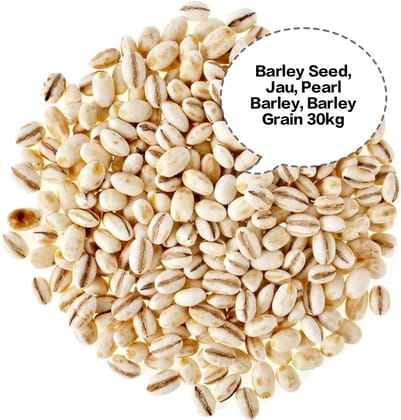Barley Seed, Jau, Pearl Barley, Barley Grain, Jau Dana 30kg